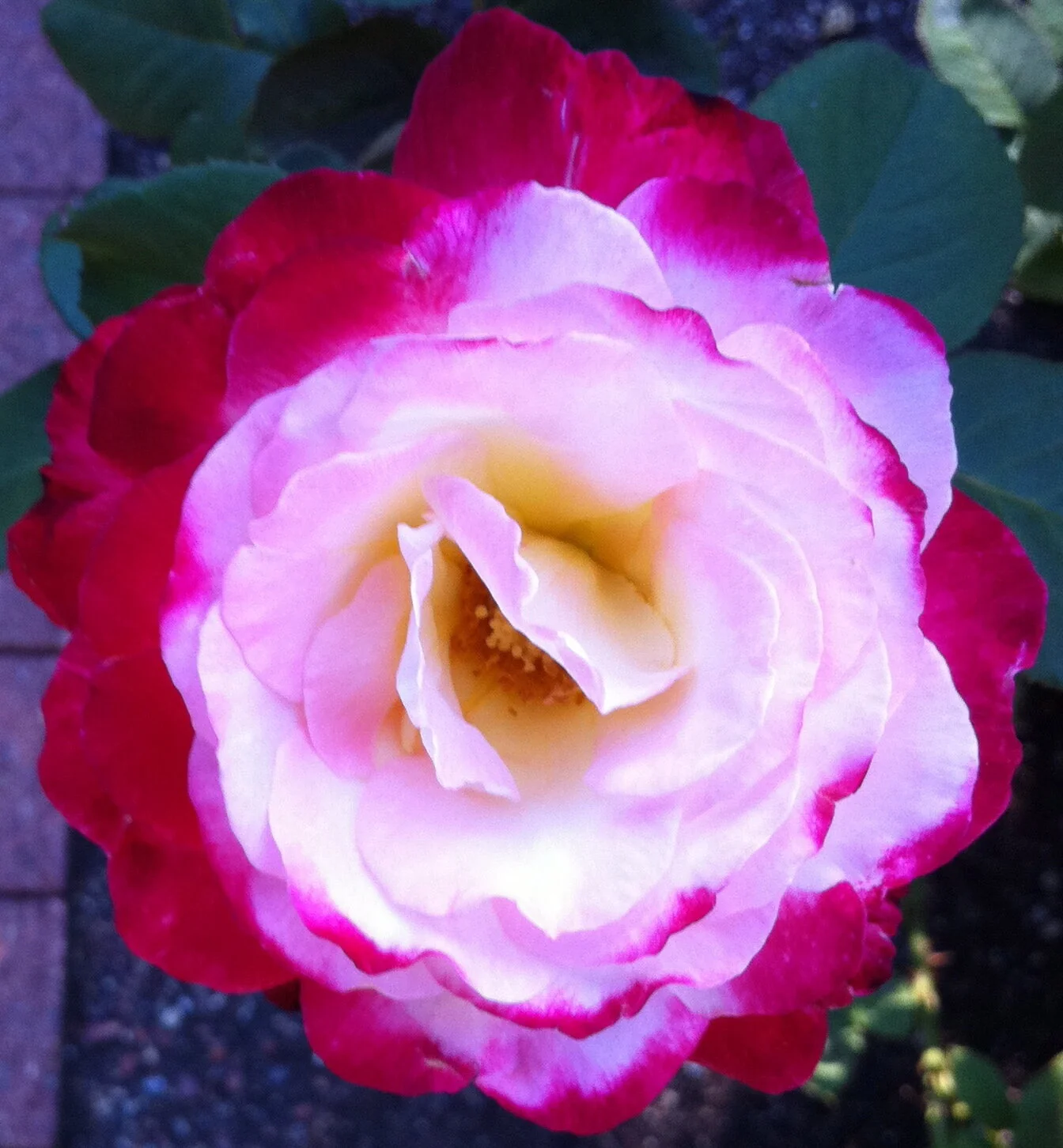 Rose Garden Rose Red:White closeup.jpg