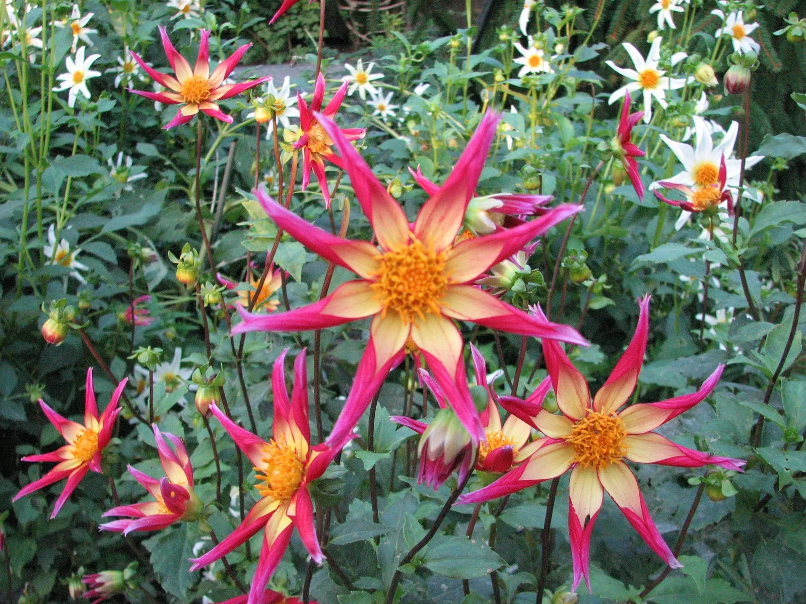 red star shaped flowers in a garden